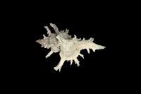 藏品(小千手螺)的圖片